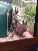 Zwarte axolotls met aquarium – gezond en actief, Dieren en Toebehoren, Amfibie, Tam, 0 tot 2 jaar