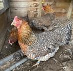 3 Bielefelder hennen, Vrouwelijk, Kip