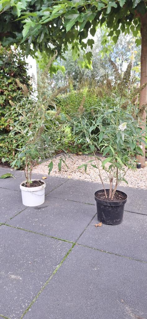 Vlinderstruik wit, Tuin en Terras, Planten | Struiken en Hagen, Struik, Vlinderstruik, 100 tot 250 cm, Ophalen