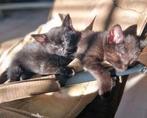 2 mooie lieve kittens, Dieren en Toebehoren, Katten en Kittens | Overige Katten, Meerdere dieren, Kortharig, 0 tot 2 jaar