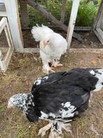 Brahma Hen en Haan koppel, Dieren en Toebehoren, Pluimvee, Meerdere dieren, Kip