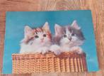 Twee mooie kitten in mand, Verzenden, Ongelopen, Hond of Kat