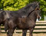 Knap fries merrieveulen, Dieren en Toebehoren, Paarden, Merrie, Dressuurpaard, Ingeënt, 0 tot 2 jaar