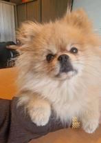 Oppas gezocht voor onze lieve Tommie (5 jaar)