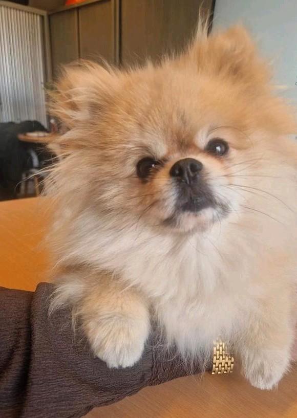 Oppas gezocht voor onze lieve Tommie (5 jaar), Diensten en Vakmensen, Oppas en Kinderopvang