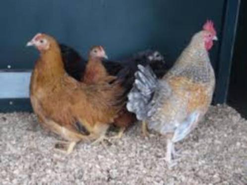 Barnevelder krielkippen., Dieren en Toebehoren, Pluimvee, Kip, Vrouwelijk