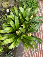 Clivia, Huis en Inrichting, 100 tot 150 cm, Halfschaduw, Bloeiende kamerplant, Ophalen