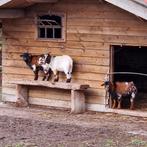 Geiten bok, Dieren en Toebehoren, Mannelijk, Geit