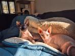 2 sphynx katertjes van 1 jaar, Kater, Gechipt, 0 tot 2 jaar
