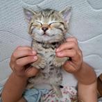 Kittens Britse korthaar moeder Bengaal vader sneeuwbengaal, Dieren en Toebehoren, Katten en Kittens | Raskatten | Korthaar, Meerdere dieren