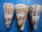 Schelpen: Conus thalasiarchus Sow. f++f+++ 55-80mm, Verzenden, Schelp(en)