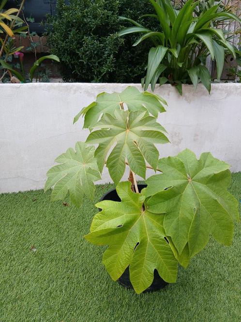 Chinese rijstpapierplant, Tuin en Terras, Planten | Tuinplanten, Overige soorten, Zomer, Ophalen