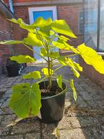 Anna Paulownaboom in pot, Tuin en Terras, Planten | Bomen, Overige soorten, Lente, Minder dan 100 cm, Ophalen