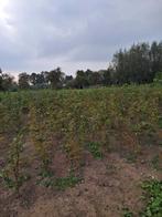 Groene beuk, Ophalen, Beukenhaag, Haag, Minder dan 100 cm