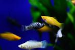 Poecilia Velifera Mix - Molly mix, Vis, Zoetwatervis