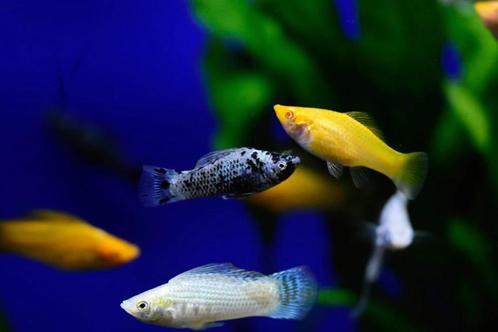 Poecilia Velifera Mix - Molly mix, Dieren en Toebehoren, Vissen | Aquariumvissen, Zoetwatervis, Vis