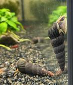 Tylomelania - Yellow Spot, Dieren en Toebehoren, Slak of Weekdier, Zoetwatervis