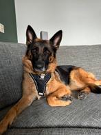 Kaira zoekt een gouden mand, 6 jaar of ouder, CDV (hondenziekte), Teef, Eén hond