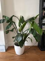 Grote Kamerplant in Pot, Huis en Inrichting, Kamerplanten, Ophalen, 100 tot 150 cm, Overige soorten, Halfschaduw