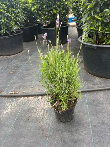 Lavendel 3 euro per stuk beschikbaar voor biedingen