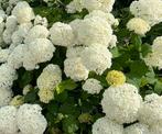Strong Annabelle hortensia, Vaste plant, Halfschaduw, Zomer, Ophalen