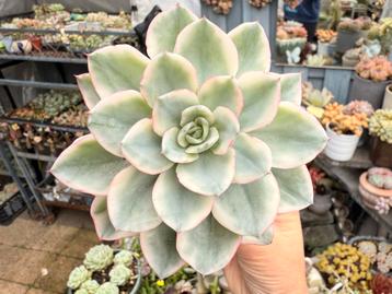 Echeveria Creamy Yellow Peach variegata/pot 9cm/vetplant beschikbaar voor biedingen