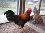 Welsumer krielhaan, Dieren en Toebehoren, Pluimvee, Mannelijk, Kip