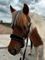 Mega lief mini ruintje, Dieren en Toebehoren, Pony's, Gechipt, Ruin, 0 tot 2 jaar, A pony (tot 1.17m)