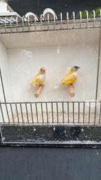 Gouldamadine koppel geel, Dieren en Toebehoren, Vogels | Kanaries, Meerdere dieren, Kleurkanarie