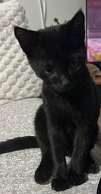 Katje vermist – help alsjeblieft!, Kater, 0 tot 2 jaar