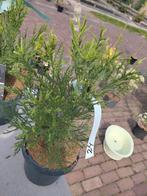 seqouiadendron giganteum - Mammoetboom, Ophalen, Zomer, Overige soorten, Volle zon