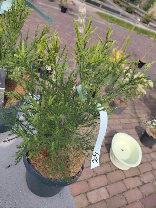 seqouiadendron giganteum - Mammoetboom, Tuin en Terras, Planten | Tuinplanten, Overige soorten, Volle zon, Zomer, Ophalen