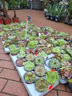Rotsplanten - actie!, Overige soorten, Volle zon, Vaste plant, Ophalen of Verzenden