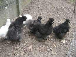 KNUFFELKIPPEN., Dieren en Toebehoren, Pluimvee, Kip, Vrouwelijk