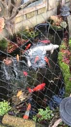 Vissen, Dieren en Toebehoren, Vissen | Vijvervissen, Karper of Koi