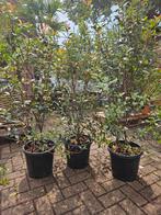 De laatste 3 Red Robin Glansmispel / Photinia, Tuin en Terras, Planten | Struiken en Hagen, Ophalen, Overige soorten, Struik, 100 tot 250 cm