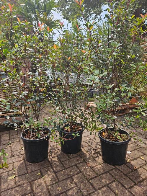 De laatste 3 Red Robin Glansmispel / Photinia, Tuin en Terras, Planten | Struiken en Hagen, Struik, Overige soorten, 100 tot 250 cm