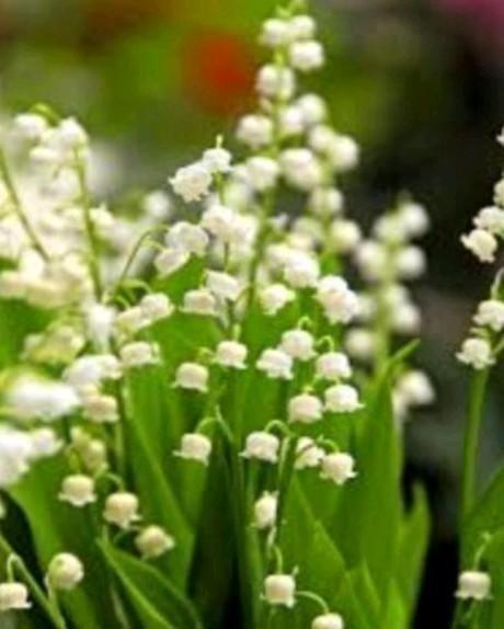 lelietje van dale -Convallaria Majalis - Lelietje van Dalen, Tuin en Terras, Planten | Tuinplanten, Bodembedekkers, Halfschaduw
