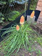 Vuurpijl of de fakkellelie - Kniphofia uvaria, Tuin en Terras, Planten | Tuinplanten, Ophalen, Vaste plant, Overige soorten, Volle zon
