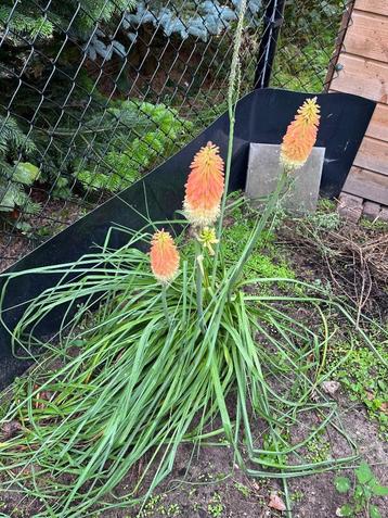 Vuurpijl of de fakkellelie - Kniphofia uvaria beschikbaar voor biedingen