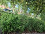 Fargesia bamboe struiken, Tuin en Terras, Planten | Struiken en Hagen, Ophalen of Verzenden, Bamboe, Struik, 100 tot 250 cm