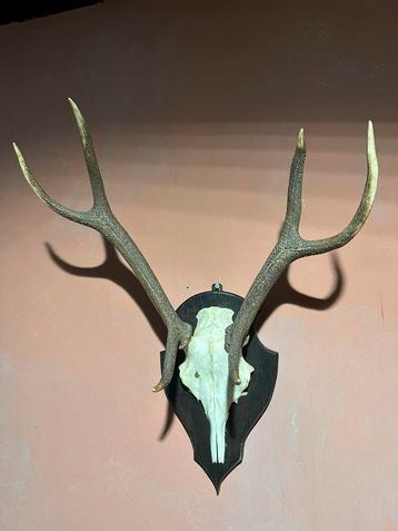 "HENDRICKX "  Herten Gewei op Hout. beschikbaar voor biedingen