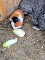 Gratis leuk stelletje., Dieren en Toebehoren, Kip