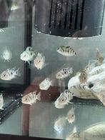 Ca. 40 jonge Zebra Cichliden (1,5-2 cm) (nog ca. 8 stuks), Dieren en Toebehoren, Vissen | Aquariumvissen, Zoetwatervis, Vis