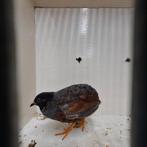 8 chinese dwergkwartel hanen, Dieren en Toebehoren, Vogels | Overige Vogels, Mannelijk, Tropenvogel