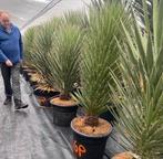 Winterharde Yucca filifera - Prachtige palmlelie, Volle zon, Vaste plant, Zomer, Ophalen
