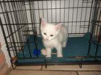Kater kitten zoekt baasje!, Kater