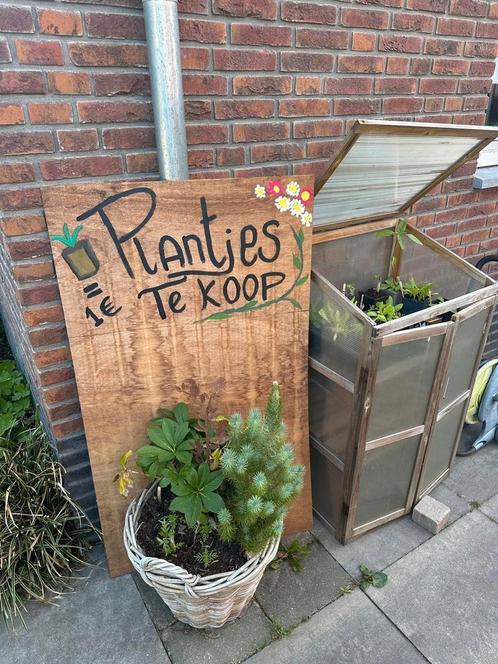 Hendrik-Ido-Ambacht- plantjes te koop, Tuin en Terras, Planten | Tuinplanten, Eenjarig, Overige soorten, Volle zon, Zomer, Ophalen