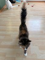 Gratis afhalen Noorse Boskatten, Dieren en Toebehoren, Katten en Kittens | Overige Katten, Poes