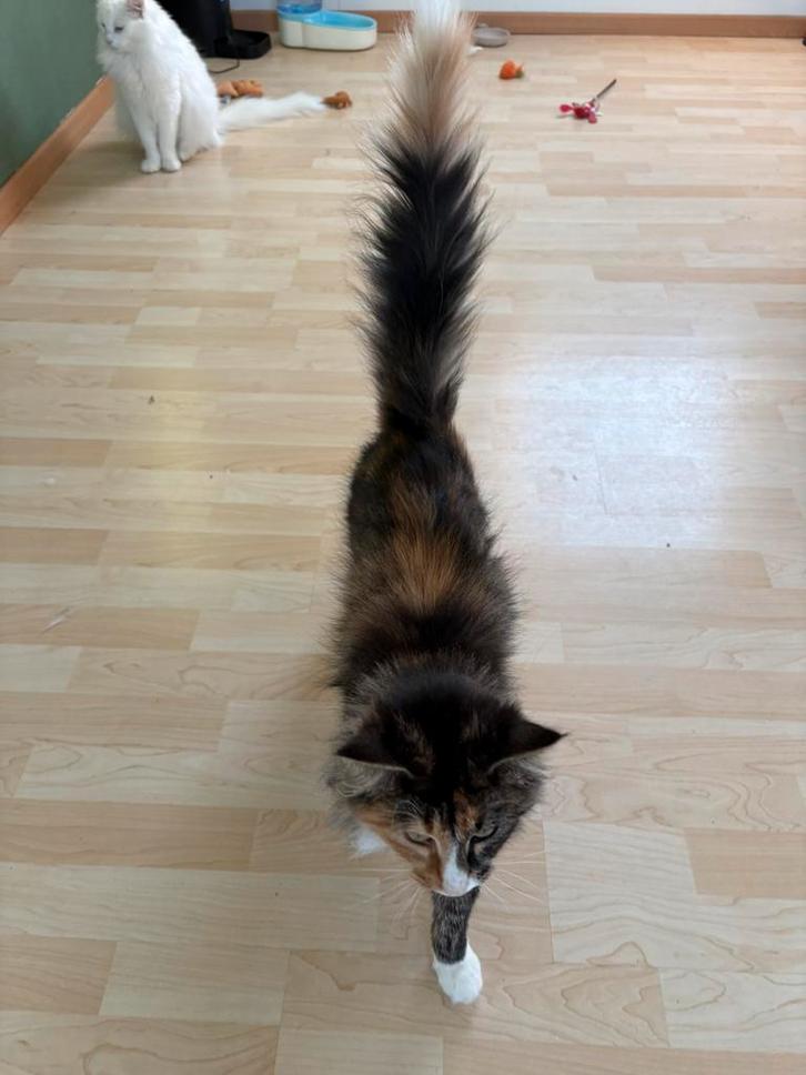 Gratis afhalen Noorse Boskatten, Dieren en Toebehoren, Katten en Kittens | Overige Katten, Poes